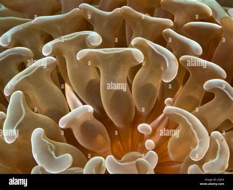 Detailbild Der Hammer Koralle Polypen Euphyllia Sp Komodo