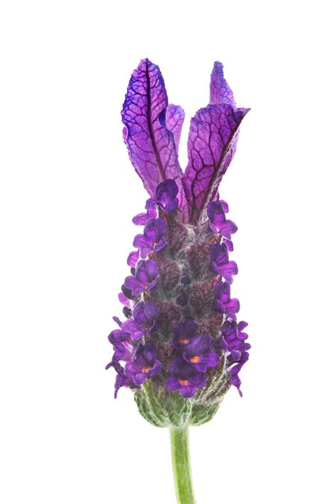 Lavender Flowers How To Grow And Use This Versatile Herb Hgtv