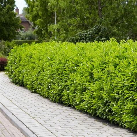 Plants You Can Grow Instead Of A Fence For Privacy Lush Green Look