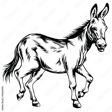 Donkey Stylized Drawing Illustration Vector Stock Vector Adobe Stock