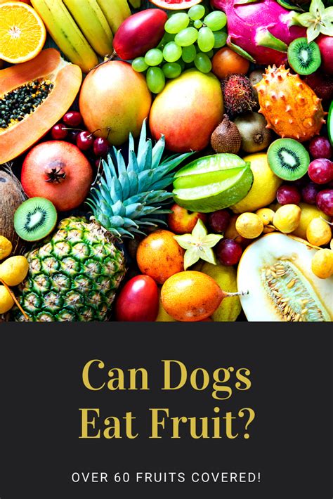 It is recommended that you slice them before giving them to your dog as a treat. Can Dogs Eat Fruit | Fruit dogs can eat, Can dogs eat, Fruits for dogs