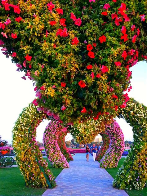Moon valley nurseries offers a wide variety of trees and plants, some of which are only available in specific regions. Wallpaper: Wallpaper: Dubai Miracle Garden | Flower garden ...