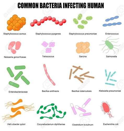 Tipos De Bacterias Morfologico Basico Ilustracao Do Vetor Ilustracao Images