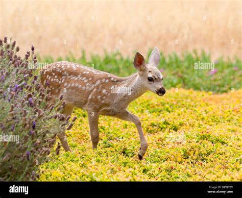 Black Tailed Deer Fawn Stock Photo Alamy