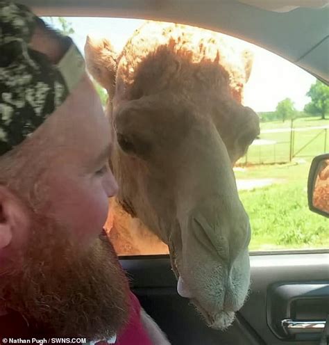 He was riding with his wife through holland. Camel sends family into panic when it sticks its head ...