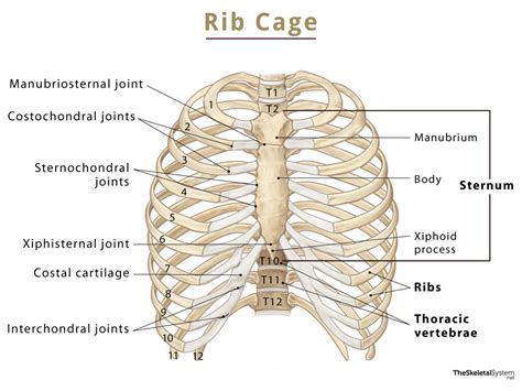 Thoracic Cavity Diagram Bones