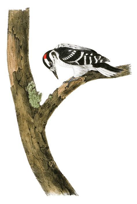 Canadian Woodpecker Bird Vintage Illustrations Free Vintage Illustrations