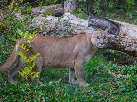 7 Year Old Boy Recovering In Hospital After Cougar Attack Near Rocky
