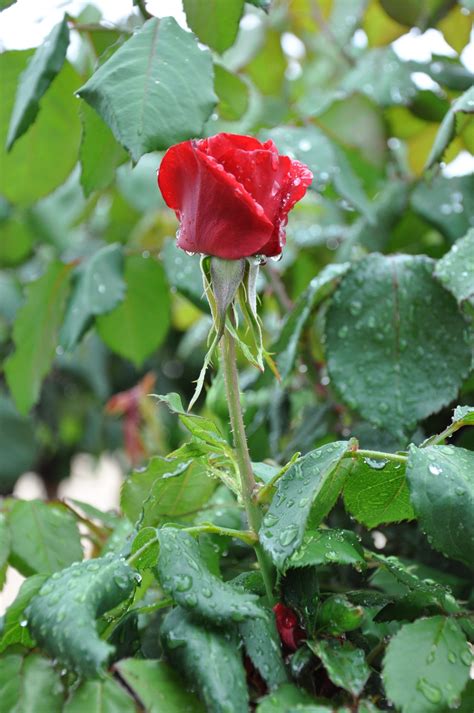 Free Images : nature, stem, rain, flower, petal, wet, botany, garden, flora, red rose, drops ...