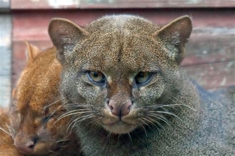 Florida Wild Cats Jaguarundi Cat Meme Stock Pictures And Photos