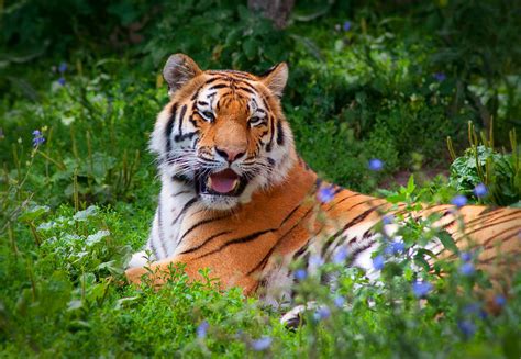 Siberian Tiger Resting Photograph By Cindy Haggerty Pixels