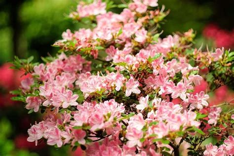 Als azaleen werden verschiedene arten und sorten der gattung rhododendron bezeichnet; Azalée du Japon : conseils de plantation et d'entretien ...