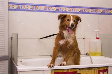 But from that first bath until teenage years, how often should your child bathe? How Often To Bathe A Border Collie? (A Grooming Guide)