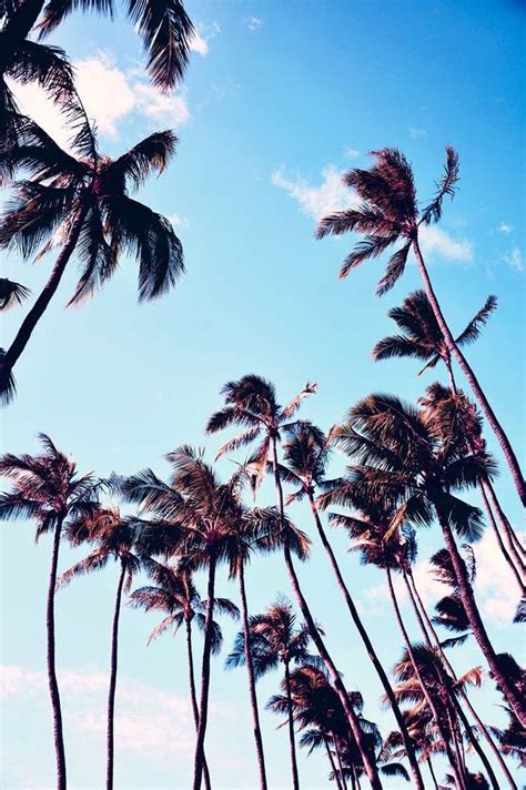 1000 Images About Palm Trees On Pinterest Beautiful
