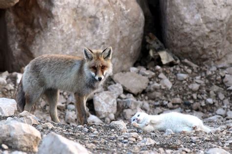 This Fox Met A Stray Cat And We Dont Deserve Animal Love