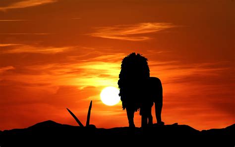 Lion Silhouette At Sunset Free Stock Photo Public Domain Pictures