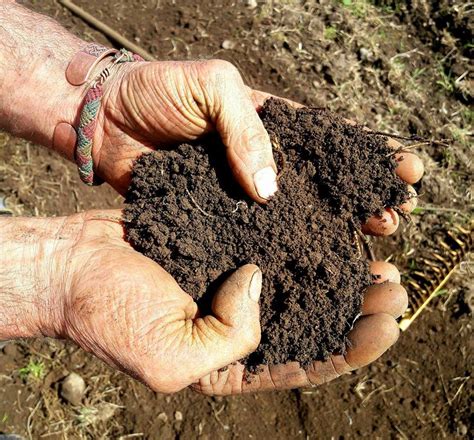 Five Top Tips To Make Your Soil Healthy By Oliver Moore Grow