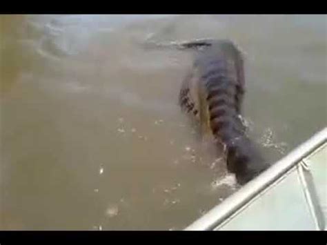 We did not find results for: wooooooooooowwww..... ular terbesar didunia makan manusia ...