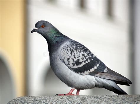 Rock Dove Or Common Pigeon Stock Photo Image Of Columbidae 32574840