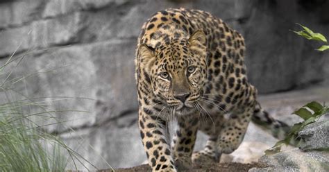 Amur Leopard San Diego Zoo 100