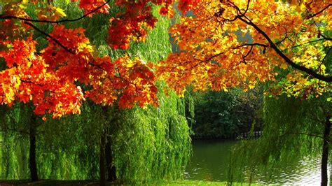 Autumn River Trees Foliage Leaves Wallpapers Hd Desktop And