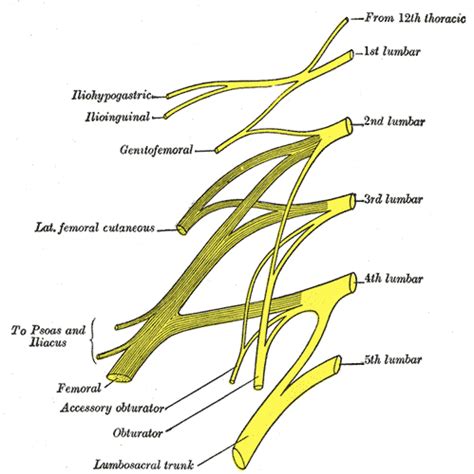 Lumbar Plexus Physiopedia