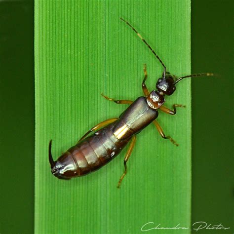 Tomcat Insect Free Stock Photo Rove Beetle On Grass Leaf Macro Photo