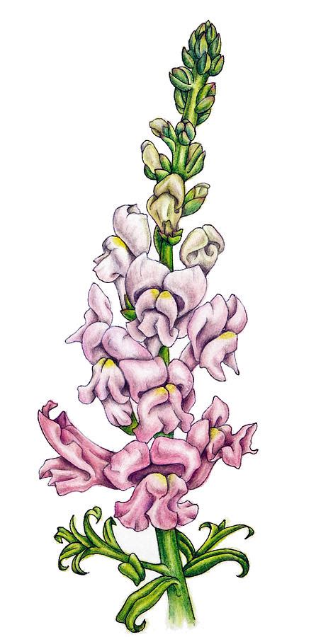 Snapdragon Flower Painting