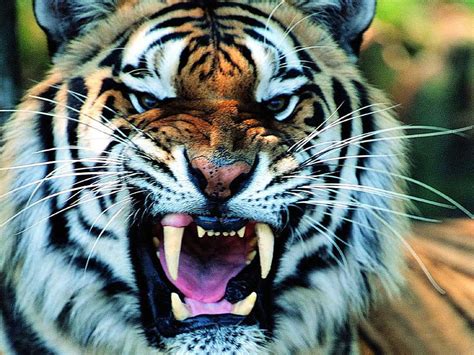 Martial Tiger X Growl Tiger Wild Teeth Hd Wallpaper