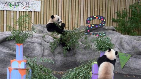 Torontos Pandas Have Officially Entered Their Terrible 2s Cbc News
