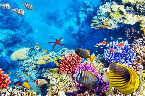Wow Diese Sind Die Schönsten Korallenriffe Der Welt Easyvoyage