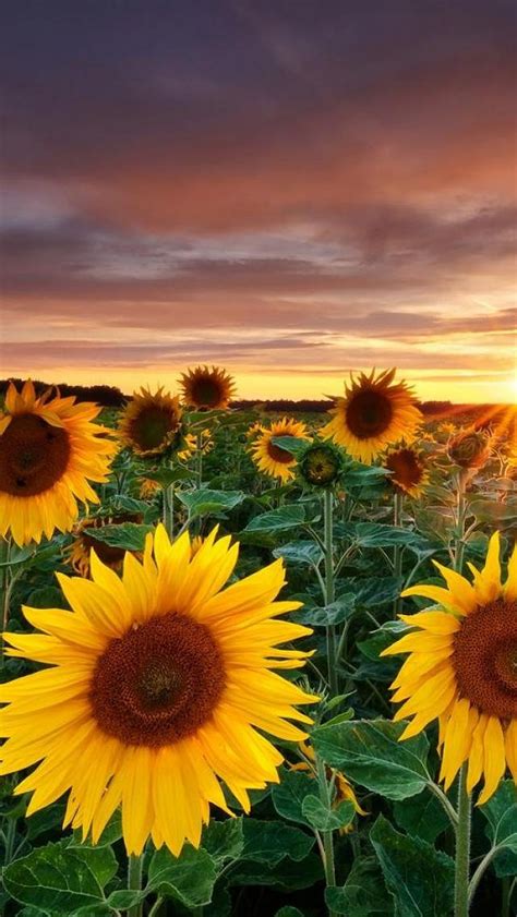 Cool 29 Stunning Sunflower Garden Ideas 29