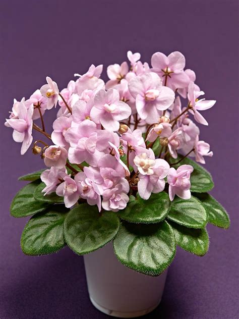 The color english violet is displayed at right. African Violet Varieties | HGTV