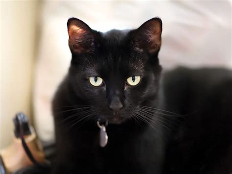 23 Black Cat Breeds That Will Make You Want To Be A Cat