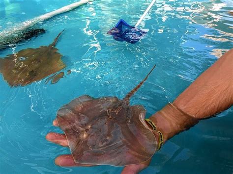 7 Cool Facts About Those Slippery Stingrays You Can Pet At Ny State