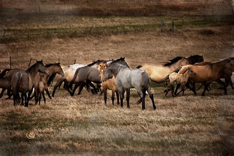 Turnout Day Photograph By Becky Hermanson Fine Art America