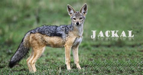 There are some other members of the canidae family that people sometimes refer to as jackals, but there are only four true species. Jackal: Opportunistic Hunters - Jackal Facts, African ...