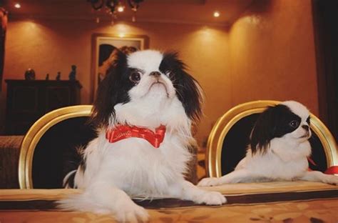 14 Funny Pics Proving That Japanese Chin Are True Gourmets Petpress