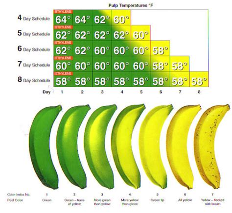 Tales From The Supply Chain Why The Bananas You Love May Go Extinct