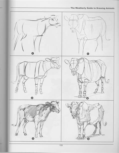 Cats Art Drawing Cow Drawing Anatomy Drawing Figure Drawing Drawing