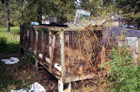 At bailing out benji, we work tirelessly to educate about the horrors of puppy mills, without sharing the graphic photos. Puppy mill - Wikipedia