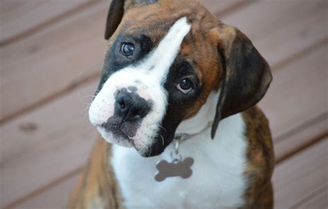 Understanding Boxer Breed History Temperament Health And More