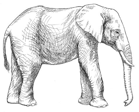 Elephant Animals Free Printable Coloring Pages
