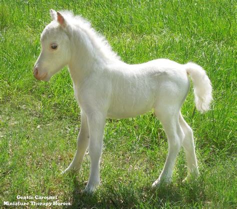 She is even prettier in person! Cute white miniature horse foal - Therapy Horses of Gentle ...