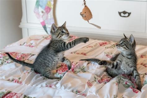 The Joys Of Kittenhood Socialization Tips For You And Your Kitten