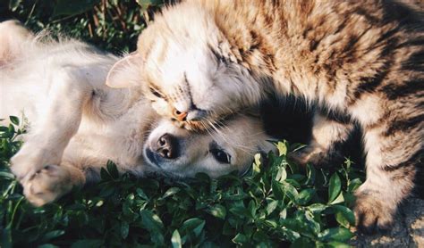 5 Reasons Golden Retrievers Are Good With Cats Golden Hearts