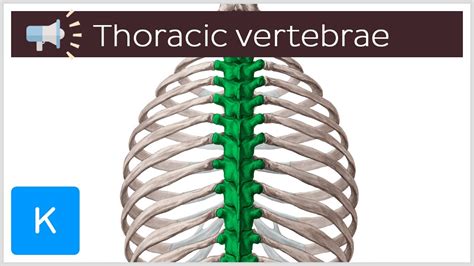 Thoracic Vertebrae Anatomical Terms Pronunciation By Kenhub Youtube