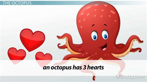 The Octopus Circulatory System - Video & Lesson Transcript | Study.com