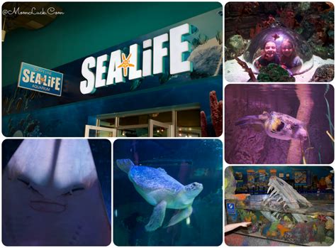 Sea Life Grapevine Aquarium