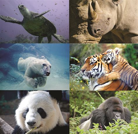 Endangered Species Day 2011 - Focusing On The Conservation of ...
